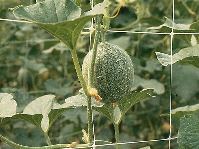 bitki-tırmanma-filesi-fiyat-listesi
