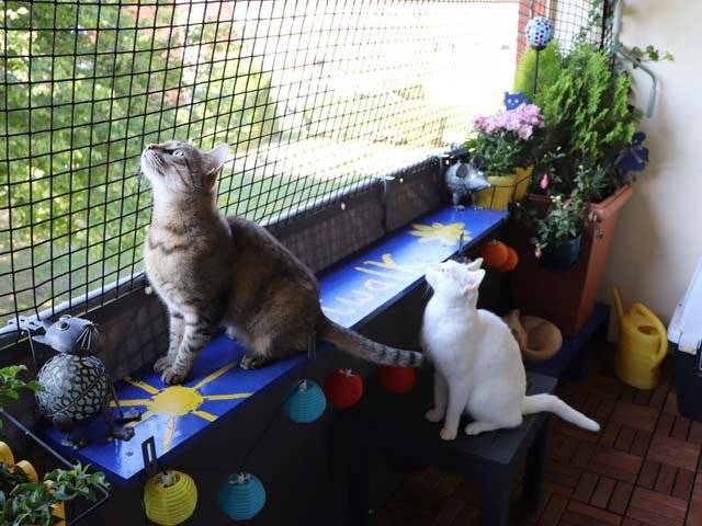 Kedi Koruma Filesi